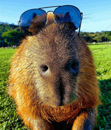 a close up of a rat wearing sunglasses