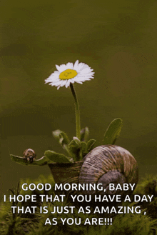 a snail with a flower growing out of it and a quote that says good morning baby