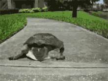 乌龟 跑 搞笑 GIF - Turtle Run Funny GIFs