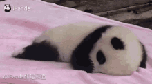 Tired Panda GIF - Tired Panda Cute GIFs