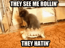 a dog standing on top of a turtle that says they see me rollin '