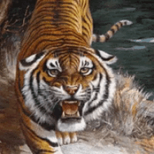 Tiger Approaching GIF - Tiger Approaching Angry GIFs