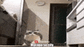 a cat is standing in a room with the words mycopa so city written on the bottom