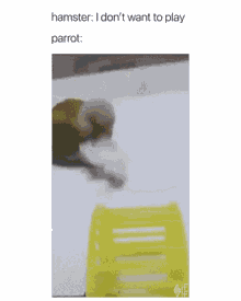 Hamster Parrot GIF - Hamster Parrot I Dont Wanna GIFs