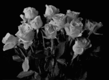 Rose Flowers GIF