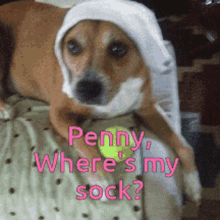 Penny Whetes My Sock GIF - Penny Whetes My Sock Cute GIFs