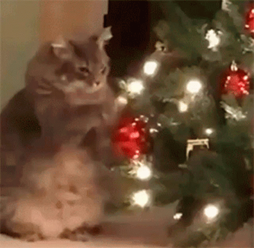 cat-vs-ornament-cat.gif