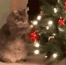 Cat Vs Ornament Cat GIF - Cat Vs Ornament Cat Ornament GIFs