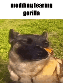 a dog with a leaf in its mouth and the words modding fearing gorilla