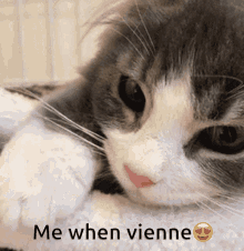 Cat Vienne GIF