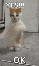 a cat is standing on its hind legs and says `` yes ! ''