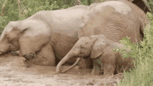 elephants mud bath dirty