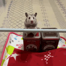 Hamster Fail GIF - Hamster Fail GIFs