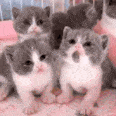 Scaredfam Kittens GIF - Scaredfam Kittens Scared GIFs