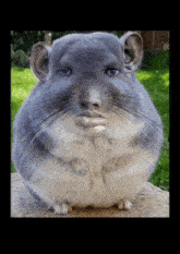 Hamster Meme GIF - Hamster Meme Black Noob GIFs