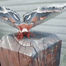 Moth Insect GIF - Moth Insect Bug GIFs