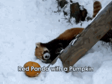 Red Panda'S Are So Flippin' Cute! GIF - Pumpkin GIFs
