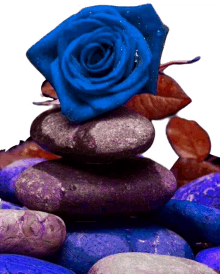 rosa rosa
