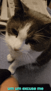 a close up of a cat with the words um um excuse me underneath