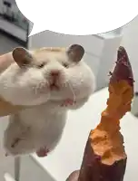 a hamster eating a piece of sweet potato with a speech bubble above it