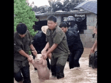 Funny Animals Flood GIF - Funny Animals Flood Pig GIFs