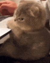 a cat is sitting in front of a laptop computer .