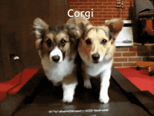 Corgi Morning GIF - Corgi Morning GIFs