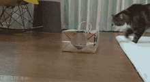 Cat Paperbag GIF