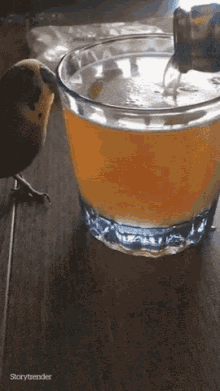 Beer Drunk Bird GIF - Beer Drunk Bird Lets Drink GIFs
