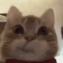 a cat wearing a red bow tie is looking at the camera .