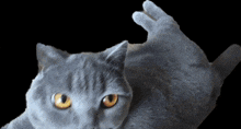 a gray cat with orange eyes is waving its paw
