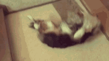 a cat is laying on its back on a carpet .