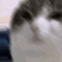 Wawa Y0t GIF - Wawa Y0t Cat GIFs