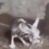 a black and white photo of a dog laying on its back .