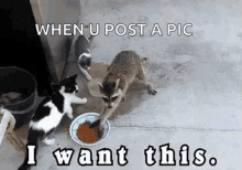 Racoon I Want This GIF