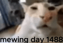 1488 Mewing GIF
