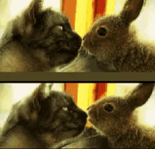 兔子 兔兔 猫咪 可爱 亲吻 GIF - Bunny Rabbit Cute GIFs