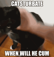 Catsturbate Cat Meme GIF - Catsturbate Cat Meme Bino GIFs