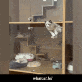 What Whatcat GIF - What Whatcat What Cat GIFs