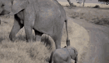 Tantrum Elephant GIF - Tantrum Elephant Fedup GIFs