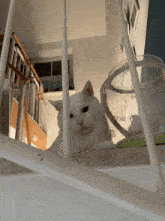 a white cat sits on a set of stairs next to a bowl that says " molly "
