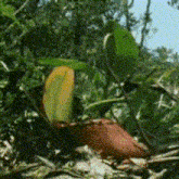 Nepenthes Pitcher Plant GIF