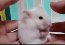 Surprised1 GIF - Mouse Surprise Shocked GIFs