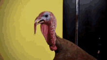Big Neck Turkey GIF - Big Neck Turkey GIFs