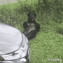Black Bear Viralhog GIF - Black Bear Viralhog Lying On Grass GIFs