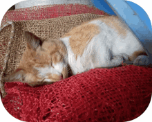 Gato Cat GIF - Gato Cat Duerme GIFs