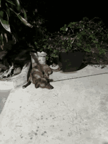 Dogs Bored GIF - Dogs Bored GIFs