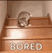 Im Bored Cat GIF - Im Bored Cat Slide GIFs