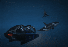 two killer whales are swimming next to a vessel that says avesa