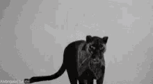 Black Panther GIF